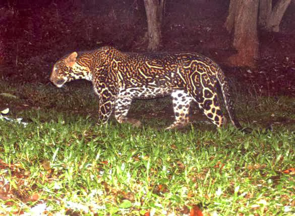 Kucing Besar Paling Langka dan Aneh di Dunia