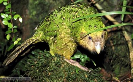 Inilah! 9 Jenis Burung yang Tidak Bisa Terbang