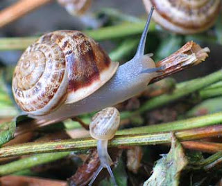 FAKTA UNIK TENTANG BEKICOT ( Achatina fulica) 