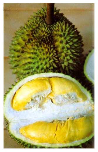 Bingung Pilih Duren..!!! please help me