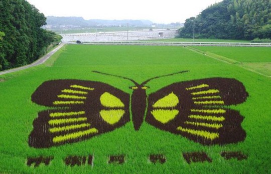 Pemandangan Sawah Di Jepang Gan!!