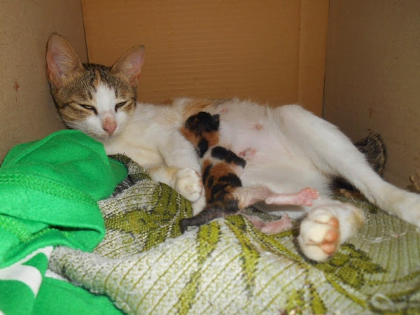 Bagaimana Rasanya Ditinggal Mati Enam Ekor Kucing Peliharaan