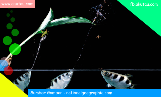 Archer Fish ikan yang bisa menembak 