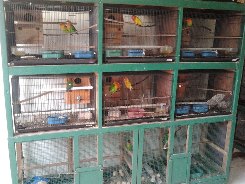 PENANGKARAN LOVE BIRD &amp; MURAI BATU MEDAN MACAM JENIS 