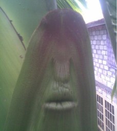 Fenomena Alam Diindonesia