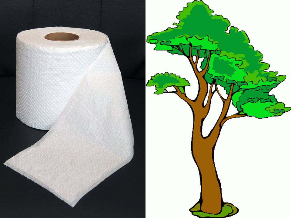 &#91;KOMBAT NATURE&#93; Tissue, si Pembabat Pohon Dunia