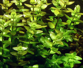 AQUASCAPE
