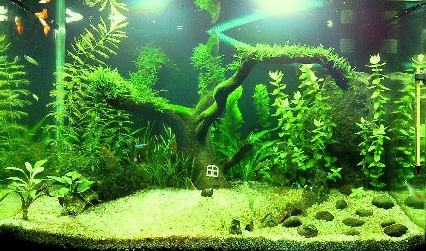 Jasa setting aquarium akuarium aquascape taman air tawar jakarta bekasi