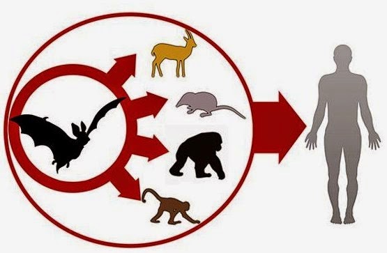 Virus Ebola dan Penyebarannya