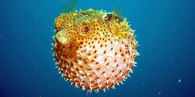 10 Hewan Lucu Yang Ternyata Berbahaya bahkan bisa membunuh manusia