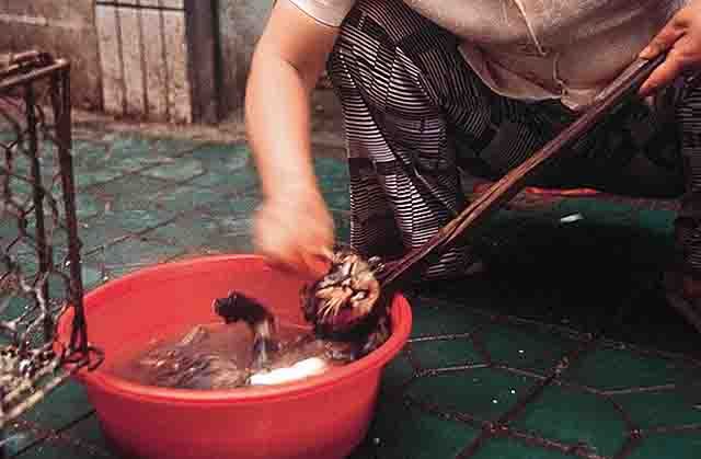 Nasi dan Sup Daging Kucing Dari China &#91; Full Pict &#93;