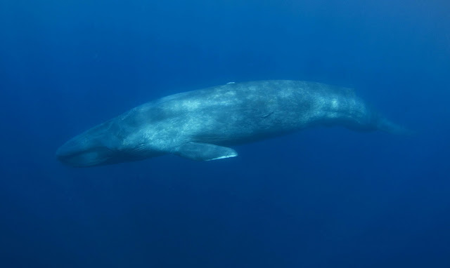 Mengenal Paus Biru (Blue Whale)
