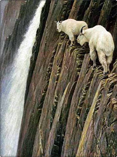 Kambing Gunung Koleksi KBS Ditemukan Mati Misterius