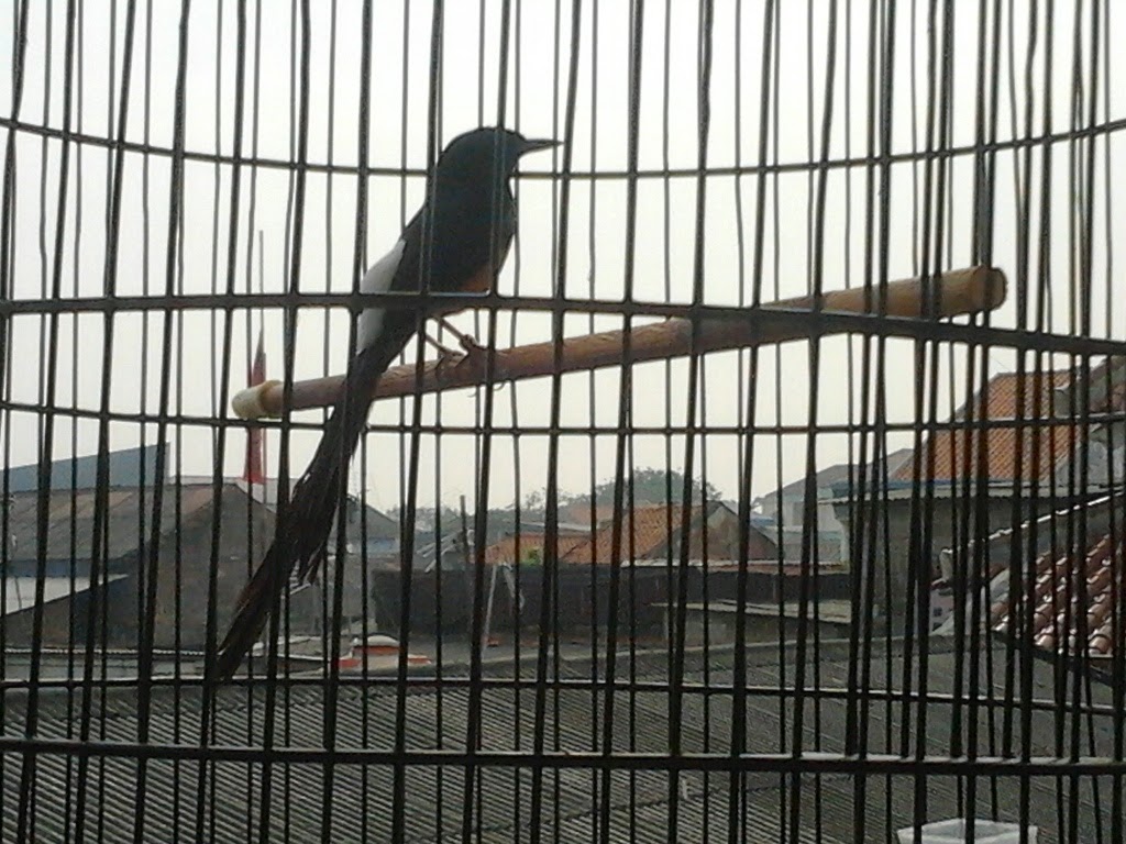 PENANGKARAN LOVE BIRD &amp; MURAI BATU MEDAN MACAM JENIS 