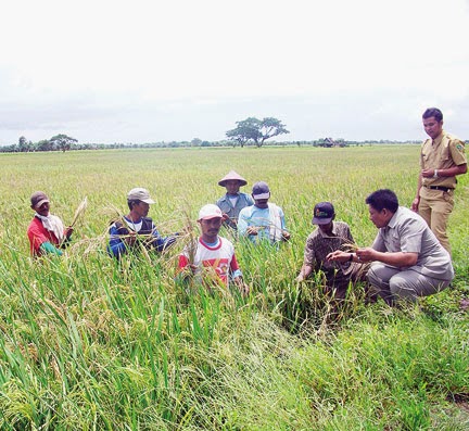 inilah-nasib-petani-kita-yang-tidak-di-perhatikan-pemerintah