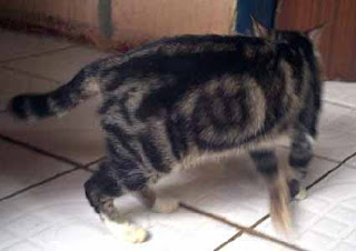 &#91;PIC&#93; Kucing-kucing dengan Bulu Suuper Unik!!