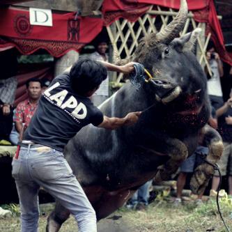 Cara menyembelih kerbau ala orang Toraja &#91; yang nggak kuat jangan buka &#93;