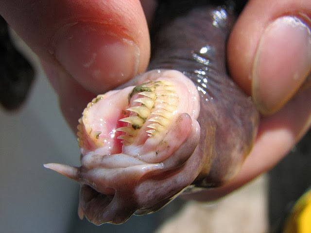 Parade Alien dari Perairan Laut Dalam, ane yakin agan pasti pada baru pertama liat,