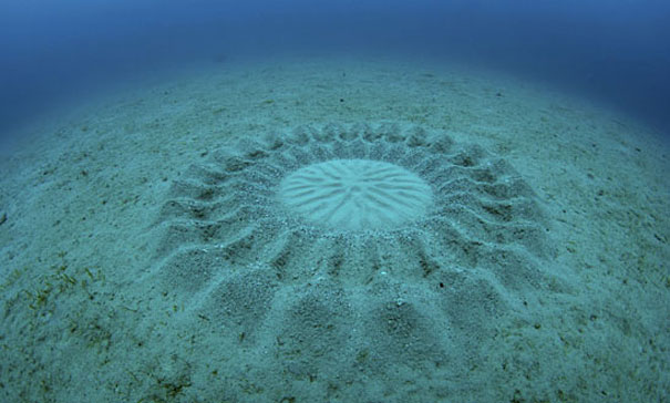 Crop Circle Ini Berada di Bawah Air Gan... , Gimana Bisa ya?