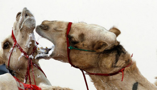 hewan-hewan-yang-039ikut039-berpuasa