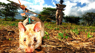 ASAL USUL TIKUS PUTIH >>