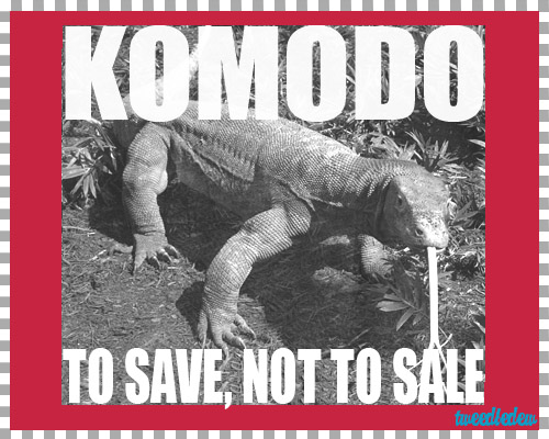 Komodo, Kadal terbesar di Dunia Saat ini