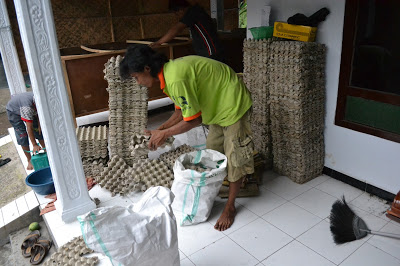 Rahasia Cara Cepat Panen Ternak Jangkrik