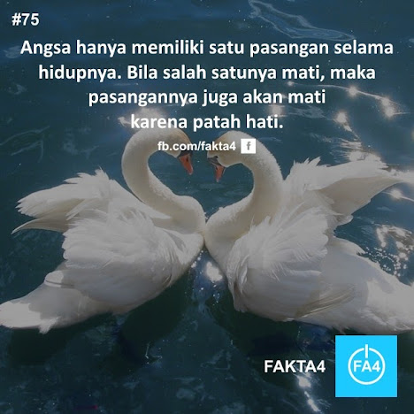 Some About Fact!