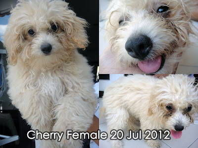 FOR SALE Red Toy Poodle (2 ekor) & Apricot Toy Poodle (4 ekor) Import Thailand “speci