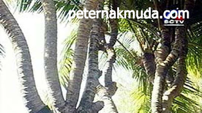 mantap, inilah Pohon Kelapa dengan Cabang Terbanyak (41 Cabang)