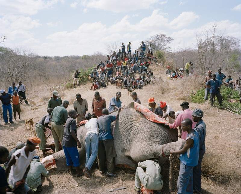 Inilah yang Dilakukan Masyarakat ZIMBABWE jika Menemukan Gajah Mati 