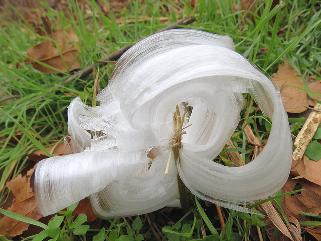 &#91;AMAZING&#93; Frost Flowers: Es Yang Berbentuk Seperti Bunga (++PIC)