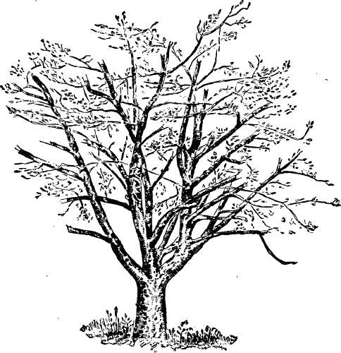 Arti Pohon yang Anda Gambar Saat Psikotes Menurut Jonathan Rich, Ph.D