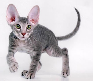 5 Kucing termahal di dunia :D yg suka kucing wajib masuk :)