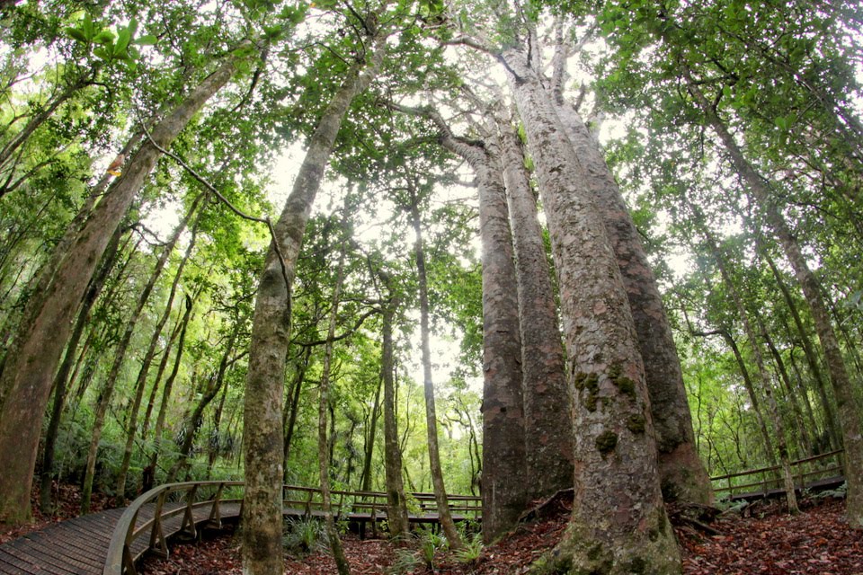 10 Pohon Teramat Aneh dari Berbagai Penjuru Dunia