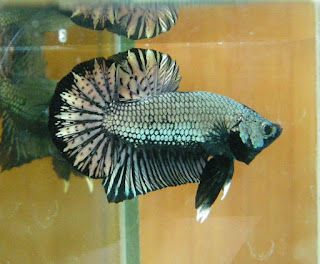 6 jenis ikan cupang (betta fish) cantik dan unik