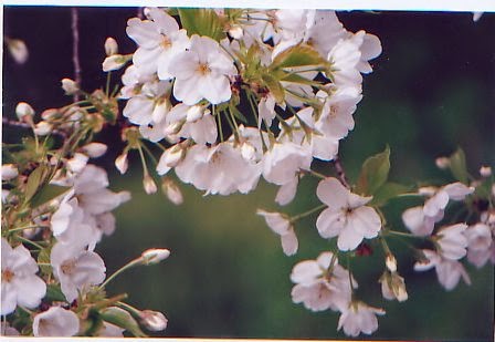 Rahasia Keindahan Sakura Di Jepang