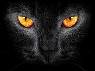 kucing-hitam-lambang-mistis-simak-faktanya-di-sini