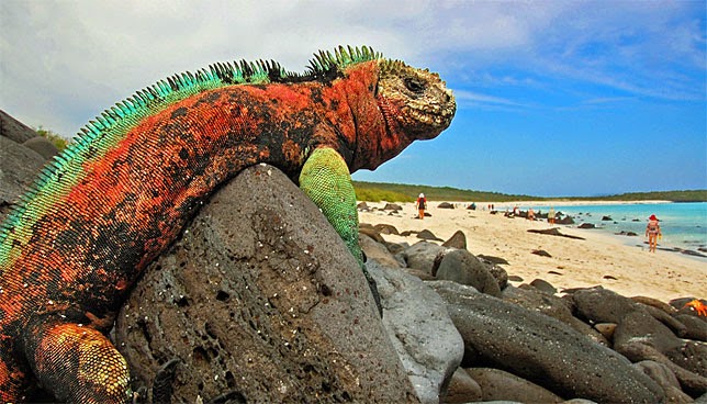 &#91;WOOW GANS!&#93; 10 Pulau Dengan Kenaekaragaman Hayati Menakjubkan