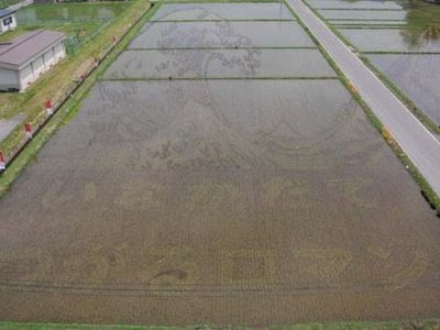 MELUKIS SAWAH SENI UNIK DARI JEPANG