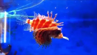 7 jenis lion fish - cantik dan mematikan