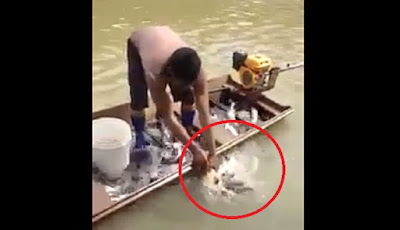 Mancing Pakai Kepala Hewan, Perahu Nelayan Ini Penuh Ikan