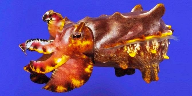 10 Hewan Lucu Yang Ternyata Berbahaya bahkan bisa membunuh manusia