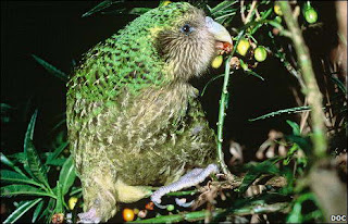 10 Spesies Hewan yg Sulit Ditemukan di Bumi