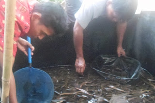 PELATIHAN BUDIDAYA BELUT DAN CACING TERPADU