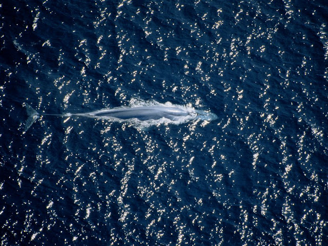 Mengenal Paus Biru (Blue Whale)