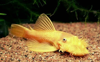 Jenis Ikan Pemakan Lumut Terbaik Yang Cocok Sebagai Tankmate Ikan Anda