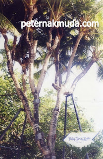 mantap-inilah-pohon-kelapa-dengan-cabang-terbanyak-41-cabang