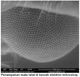 Rahasia Mata Lalat Sebagai Sumber Teknologi Baru Kedokteran ! !
