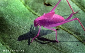 &#91;WOW&#93; Ada Serangga berwarna Pink yang sangat cantik